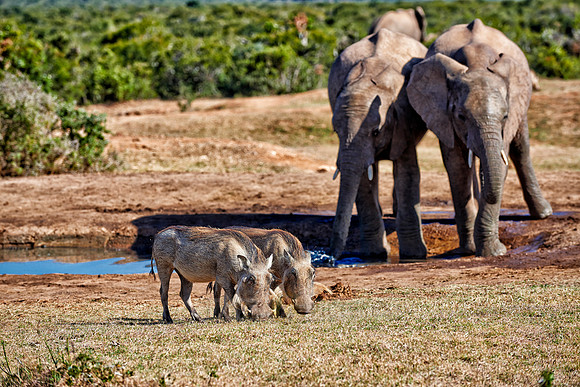 warthogs