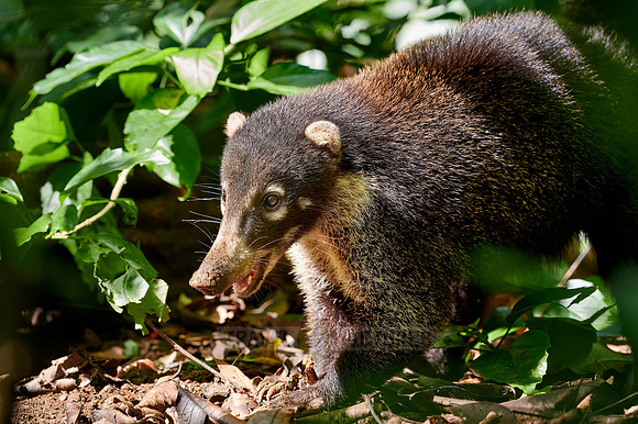 White-nosed Coati, Nasua narica