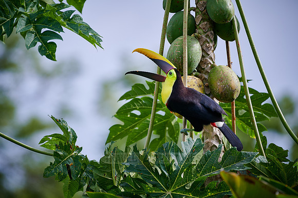 chestnut-mandibled toucan or Swainson's toucan steeling Papaya
