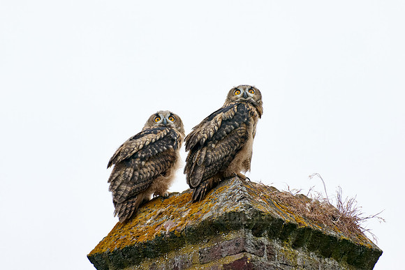 Eurasian eagle-owl (Bubo bubo), two youngster on a wall
