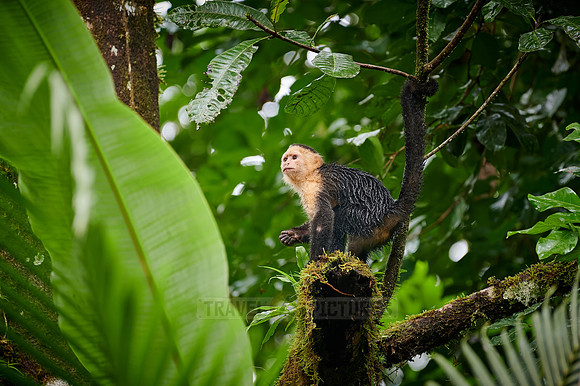 Panamanian white-faced capuchin (Cebus imitator)