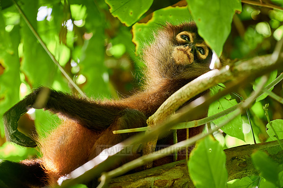 ornate spider monkey (Ateles geoffroyi ornatus)