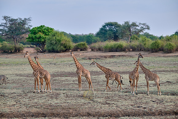 Thornicroft's giraffe (Giraffa camelopardalis thornicrofti)