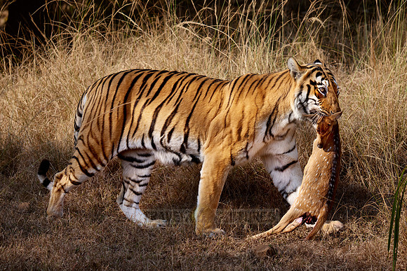 Tiger with prey in mouth