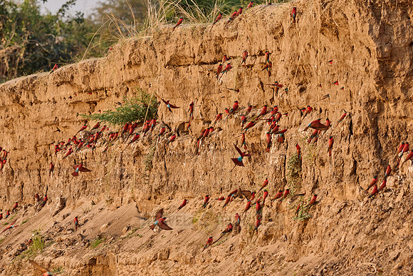 Kolonie Karminspinte (Merops nubicus) |southern carmine bee-eater (Merops nubicoides)|