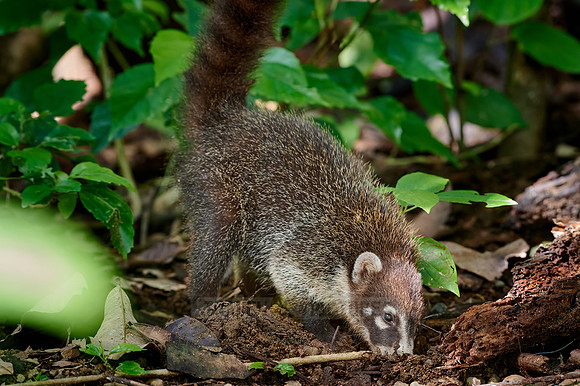 White-nosed Coati, Nasua narica