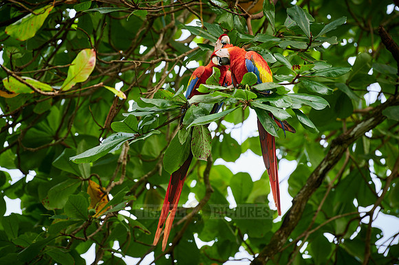 pair of Scarlet macaw (Ara macao)