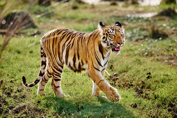 Bengal tiger cub (Panthera tigris tigris)
