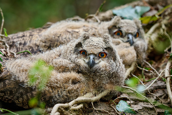 two Eurasian eagle-owl fledgling