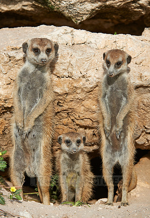 meerkat or suricate, Suricata suricatta