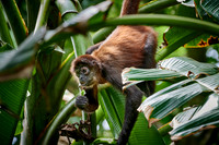 ornate spider monkey (Ateles geoffroyi ornatus)