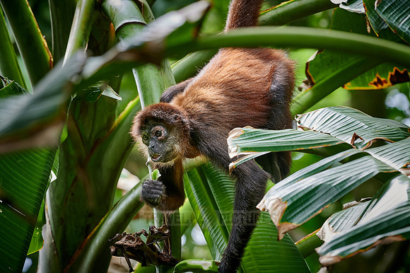 ornate spider monkey (Ateles geoffroyi ornatus)
