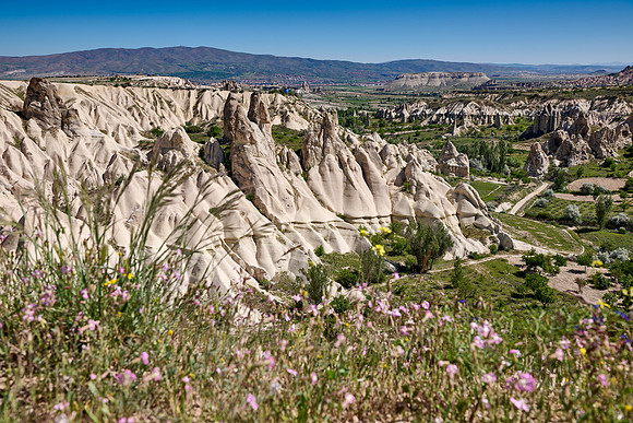landscape with wild flowers of love valley near Göreme