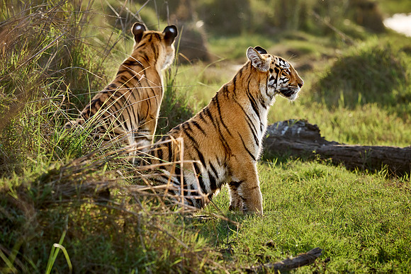 two Bengal tiger cubs (Panthera tigris tigris)