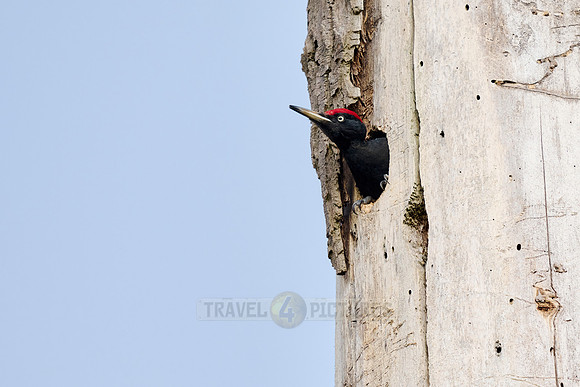 black woodpecker (Dryocopus martius)
