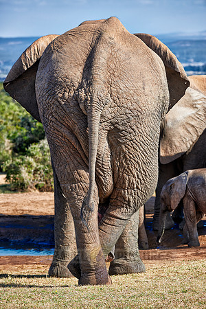 Backside of a African bush elephant
