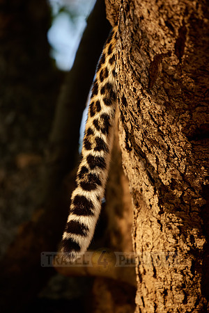 tail of a African leopard (Panthera pardus pardus)
