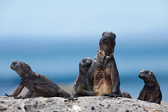 Marine Iguana, Amblyrhynchus cristatus