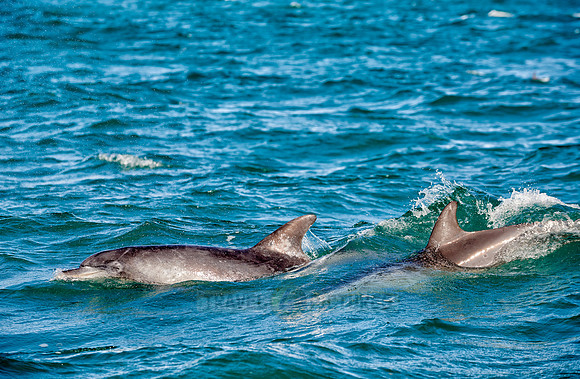 herd of hunting bottlenose dolphin
