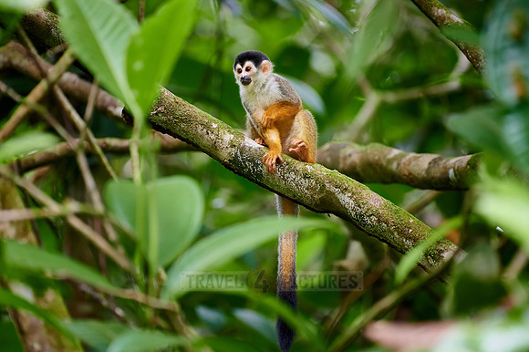 Central American squirrel monkey or red-backed squirrel monkey
