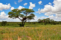 landscape with acacia tree in Kalahari