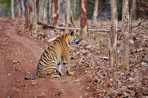 Bengal tiger (Panthera tigris tigris)