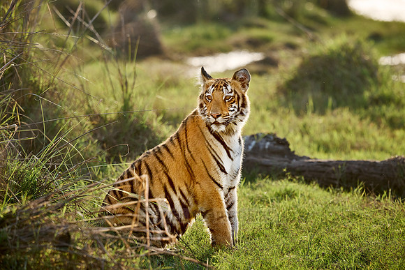 Bengal tiger cub (Panthera tigris tigris)
