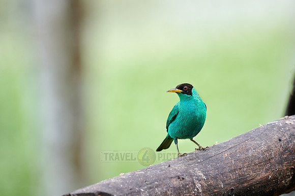 male green honeycreeper (Chlorophanes spiza)