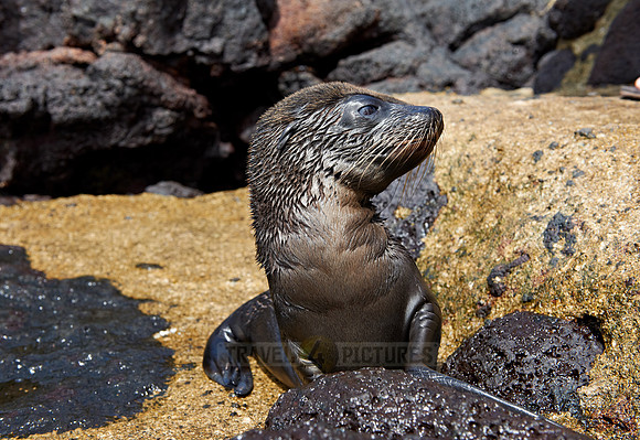 Galapagos-Seelöwe, Zalophus wollebaeki |Galapagos Sea Lion, Zalophus wollebaeki|
