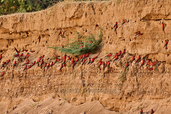 Kolonie Karminspinte (Merops nubicus) |southern carmine bee-eater (Merops nubicoides)|