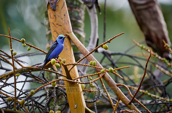 red-legged honeycreeper (Cyanerpes cyaneus)