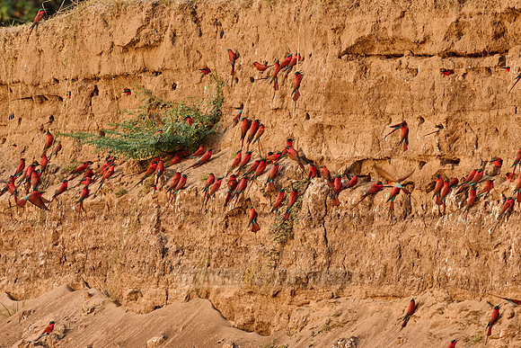 Kolonie Karminspinte (Merops nubicus) |southern carmine bee-eater (Merops nubicoides)|