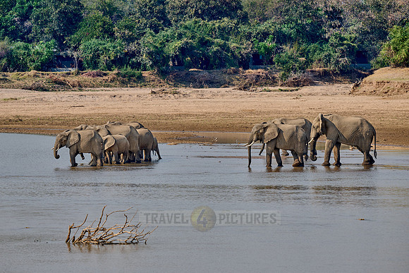 Afrikanischer Elefant (Loxodonta africana) |African bush elephant (Loxodonta africana)|