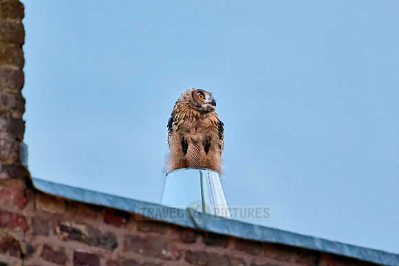 Eurasian eagle-owl (Bubo bubo), youngster on a metal chimney