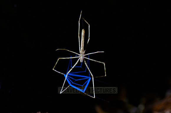 Net-casting spider Deinopis longipes building blue spider web