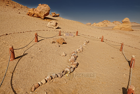 petrified skeleton of a whale