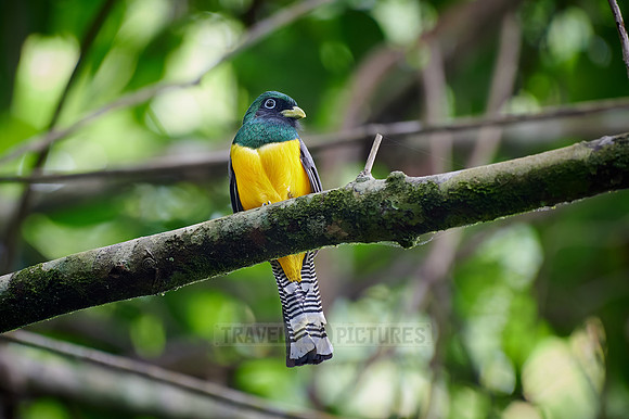 Black-throated trogon (Trogon rufus)