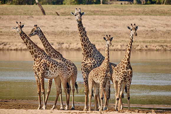 Thornicroft's giraffe (Giraffa camelopardalis thornicrofti)