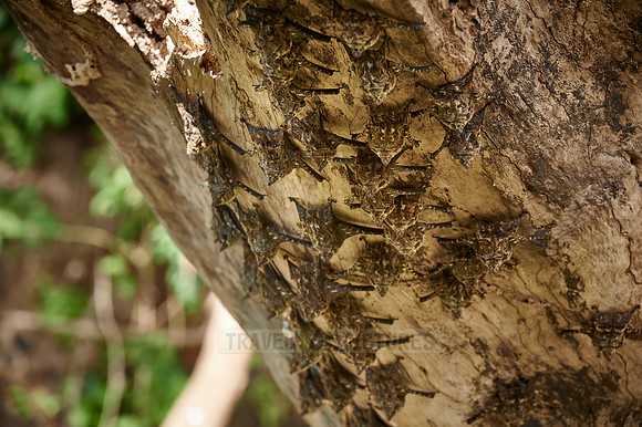 Proboscis bats or long-nosed bats (Rhynchonycteris naso)