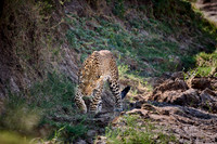 African leopard (Panthera pardus pardus)