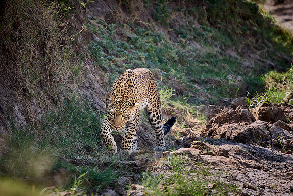 African leopard (Panthera pardus pardus)