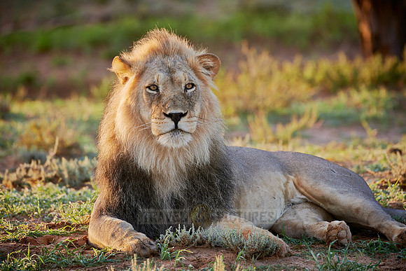 male lion (Panthera leo)