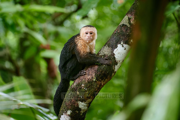 Panamanian white-faced capuchin (Cebus imitator)