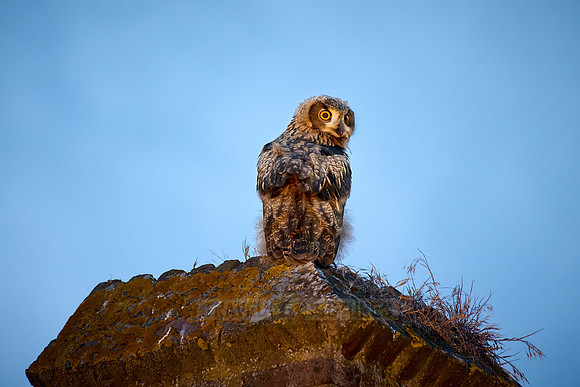 Eurasian eagle-owl (Bubo bubo), youngster on a a wall