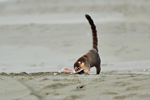 White-nosed Coati plunders nest with turtle eggs