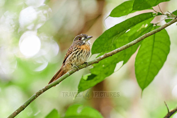 cocoa woodcreeper (Xiphorhynchus susurrans)