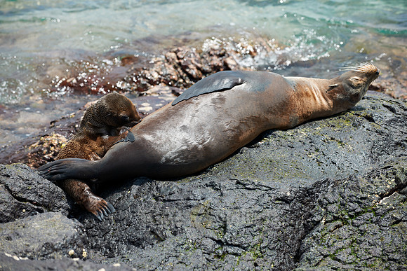 Galapagos-Seelöwe, Zalophus wollebaeki |Galapagos Sea Lion, Zalophus wollebaeki|