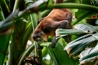 ornate spider monkey (Ateles geoffroyi ornatus)