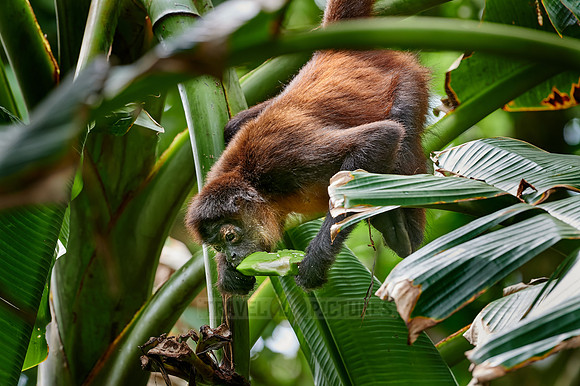 ornate spider monkey (Ateles geoffroyi ornatus)