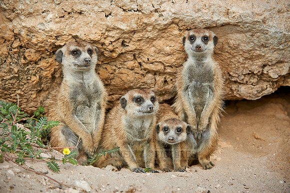 meerkat or suricate, Suricata suricatta